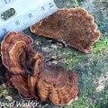  Inonotus patouillardii (Rick) Imazeki  on wood in Mocoa, ID thanks to Leif Ryvarden