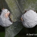 in spore dust covered fungus on galls