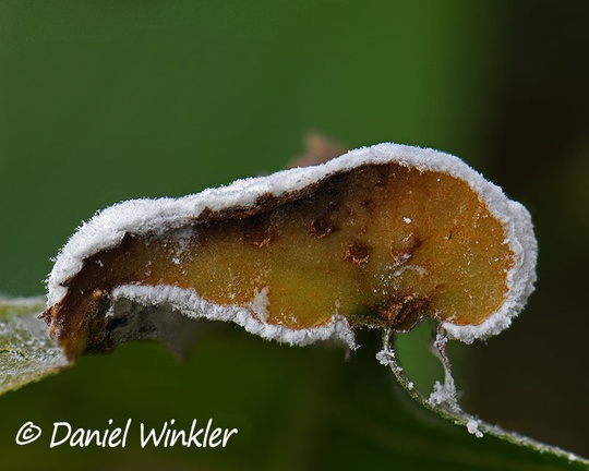 Transect of an unidentified, probably anamorphic fungus on gall