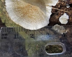 Trametes pores with scale seen in San Agustin