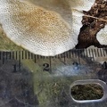 Trametes pores with scale San Agustin DW Ms.jpg