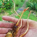 Giant Ophiocordyceps melolonthae