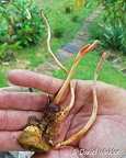 Giant Ophiocordyceps melolonthae