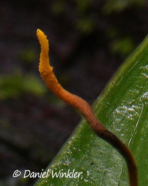 Cordyceps on kissing bug leaf ed stroma tip DW Ms.jpg