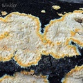 yellow edged crust fungus