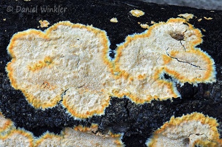 yellow edged crust fungus