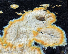 yellow edged crust fungus detail