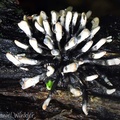Xylaria growing in a bundle, radiating like fireworks in Yopal