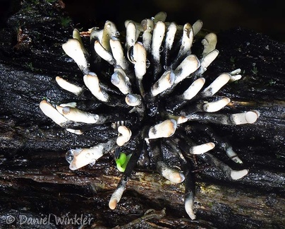 Xylaria growing in a bundle, radiating like fireworks in Yopal