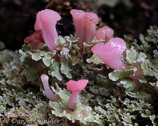 Dibaeis sp., pink earth lichen, a tiny, gorgeous fruticose lichen belonging to the family Icmadophilaceae