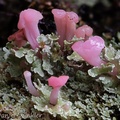 Dibaeis sp., pink earth lichen, a tiny, gorgeous fruticose lichen belonging to the family Icmadophilaceae