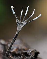 Xylaria tentacula seen in Mani, Casanare 