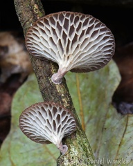 A brown capped Favolus sp. seen in Mani