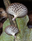 A brown capped Favolus sp. seen in Mani