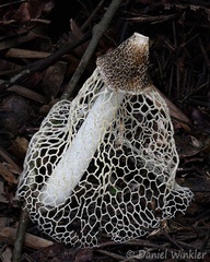 Veiled Stinkhorn - Phallus indusiatus group seen in Mani, Casanare