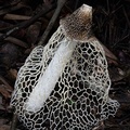 Veiled Stinkhorn - Phallus indusiatus group seen in Mani, Casanare