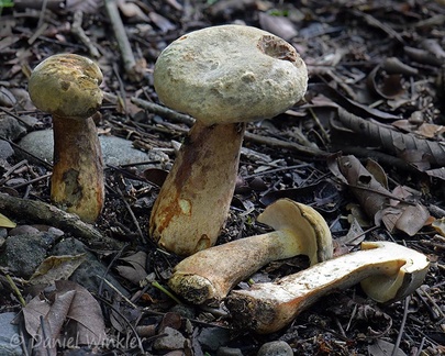 Phlebopus beniensis, a saprobic, mostly tropical, edible bolete species. Seen in Yopal