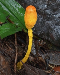 Leucocoprinus brunneoluteus ready to open its cap seen in Yopal