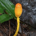 Leucocoprinus brunneoluteus ready to open its cap seen in Yopal