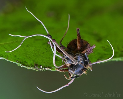Ophiocordyceps unilateralis group growing on a contorted ant seen near Yopal