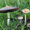 Psilocybe cubensis in its habitat in Casanare growing from cow dung