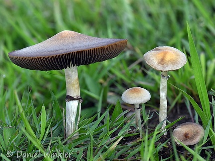 Psilocybe cubensis in its habitat in Casanare growing from cow dung