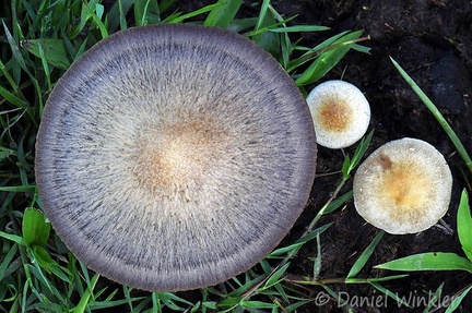 Check out that cool Psilocybe cubensis cap! Seen in Casanare