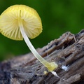 A young Pluteus sp. seen in the Andean oak forest of Raquira, Boyacá, Colombia