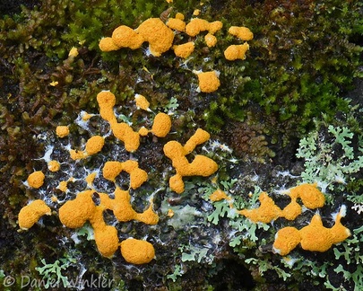 Slime mold seen in Raquira