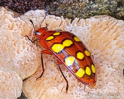 A colorful red beetle with yellow spots that hangs out on Auricularia delicata. It reminds me of a beetle, I saw being called a fungus beetle.