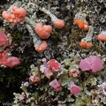 pink earth lichen Dibaeis and Cladonia (C. secundana?) lichen