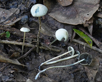 a Psilocybe sp. seen in Yopal. Note the blue staining.