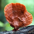 The bloody Turkey tail, Trametes sanguinea seen in Yopal. It is a traditional remedy used by amerindians to lower a fever.