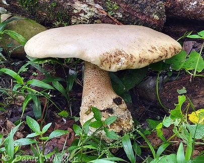 a Macrocybe titans, which can grow to be the biggest mushroom in the western hemisphere. Note it was moved from growing under a huge tree, hence the dark edge.