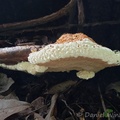 Ganoderma resinaceum, a close relative of Reishi, covered in guttation drops seen in Yopal