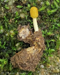 excavated spider burrow with Purpureocillium atypicola in Virgen del Morro