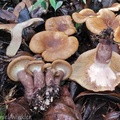 Display pf Paxillus sp. encountered in Chivor forest above Santa Maria