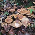 Paxillus sp. encountered in Chivor forest above Santa Maria