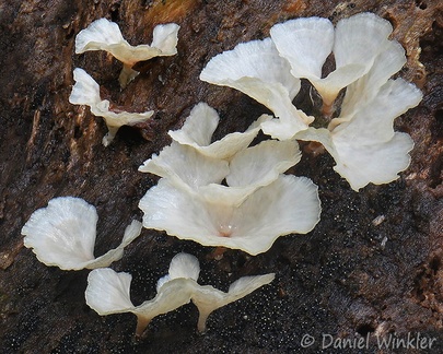 Close up of Cotylidia alba seen near Morro, Yopal