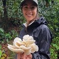 a cluster of edible Oudemansiella canarii, a porcelain fungus, harvested by Nicole near Morro