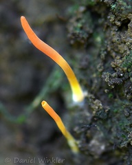 Clavulinopsis fusiformis growing near Yopal, Casanare, Colombia