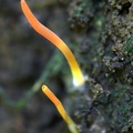 Clavulinopsis fusiformis growing near Yopal, Casanare, Colombia