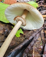 Chlorophyllum molybdites annulus and gills - note the greenish hue in the gills from the green spores, near Macanal