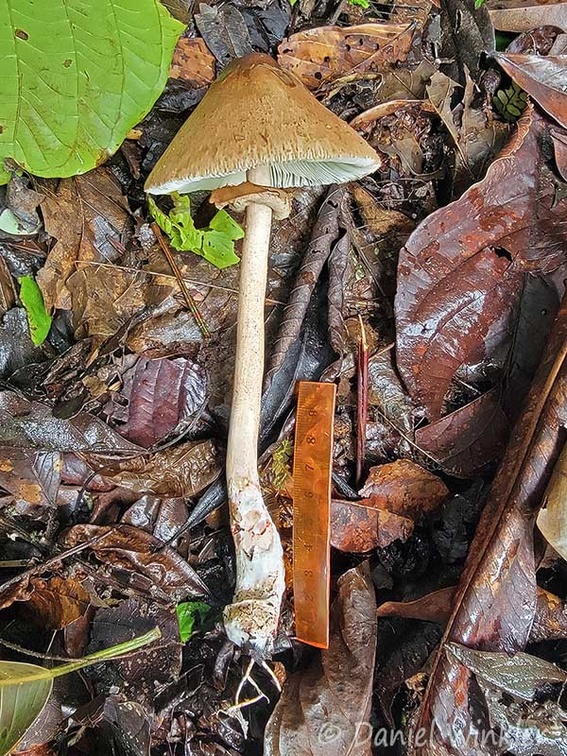 Chlorophyllum molybdites ? with 10cm scale. Note the bright reddish stain near the stem base. Found near Macanal
