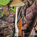 Chlorophyllum molybdites ? with 10cm scale. Note the bright reddish stain near the stem base. Found near Macanal