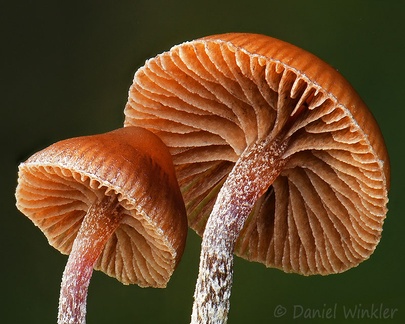 close up of the gills of Deconica sp. seen in Chivor forest