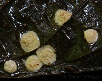 tiny Moelleriella fruiting bodies seen on a leaf in Chivor