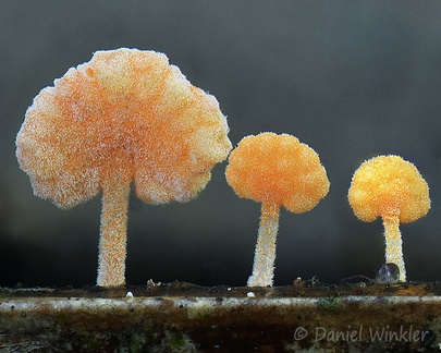 the backside of Favolaschia caps. The fertile tissue on the other side has big pores, some of them shining subtly through the orange caps.