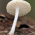 Oudemansiella canarii, the Canary porcelain fungus, is a common edible wood decayer.