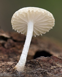 Oudemansiella canarii, the Canary porcelain fungus, is a common edible wood decayer.